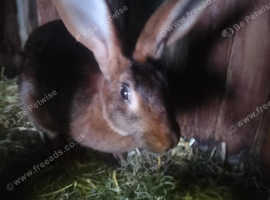 Belgian hare doe
