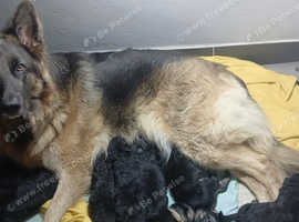 Heart meltingly cute german shepherd puppies