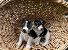 Wire Fox Terrier Puppies