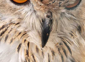 2 bengal eagle owls