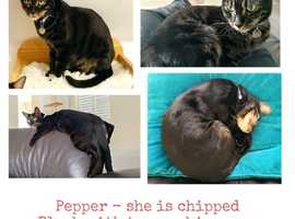 Missing female cat - Pepper