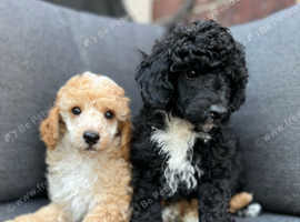 KC Toy poodle boys - ready to leave