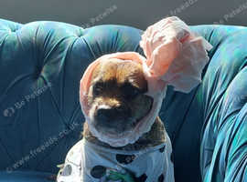 7 yrs old border terrier looking for a new home