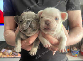 Gorgeous French bulldog puppies