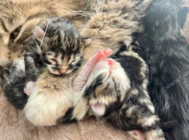 6 Fluffy Kittens