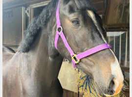 2yo WB x