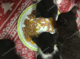 4 kittens 2 male 2 female