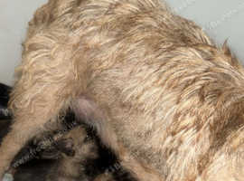 Border terrier pups
