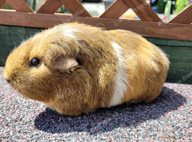 2 Female guinea pigs