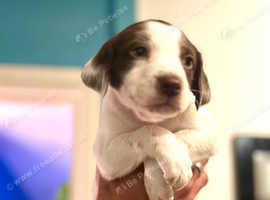 Only 2 left 7 week old collie lurcher cross Springer cross lurcher