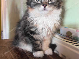 Kittens