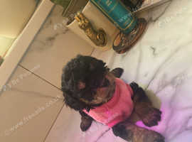 Petite Toy Cavapoo Puppies