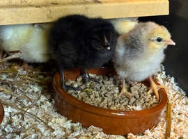 Various chicks / chickens for sale