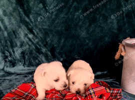 West hightland pups