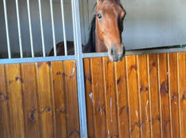 Princess Lypsa, Quarter horse cross. 13'2/ 13'3 hands.