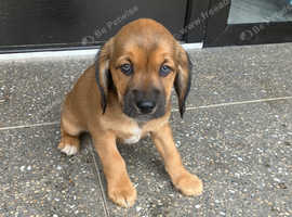Puppy for sale