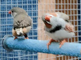 Finches in Burton On Trent Find Birds at Freeads in Burton On