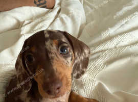 Male Mini Dachshund for sale