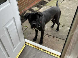 Lenny cane corso