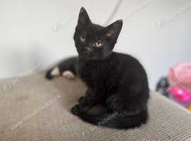 Kittens ready