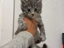 Female Maine coon ready to go