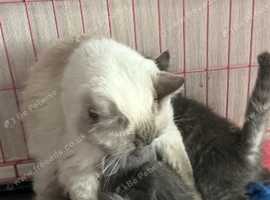 Ragdoll x Scottish fold kittens