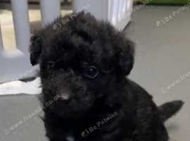 Last little boy left Jackapoo puppy
