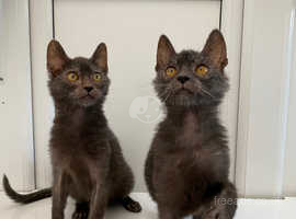 LYKOI kittens registered TICA
