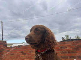 Cocker spaniel