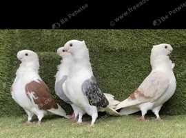 Mixed Pigeon for sale