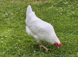 4.5 months old Leghorn hen