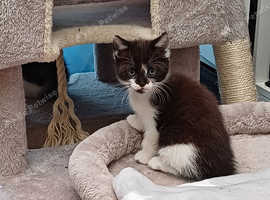 3 kittens for sale ready to go this weekend
