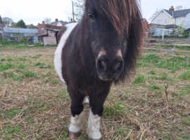 Pedigree shetland mare broken to ride