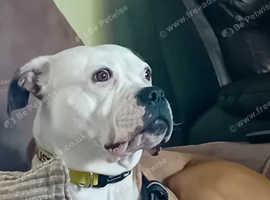 Gorgeous boxer cross available for adoption