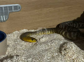 Male woma python