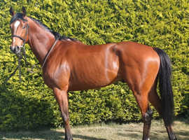 Stunning potential events/ show horse