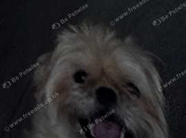 Amazing shihtzu female for sale
