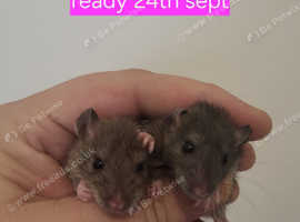 Baby rats for sale