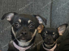 X2 female chugs