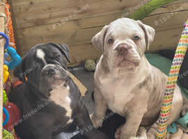 Old English Bulldog