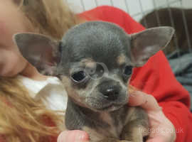 Pedigree KC Registered Long Coat Chihuahua Puppies in Grimsby, Lincolnshire  born 27/02/22