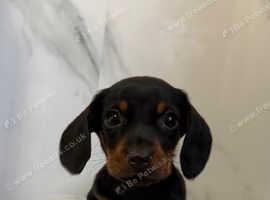 Beautiful dachshund read to go