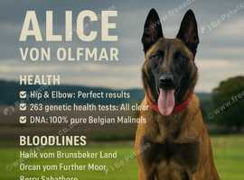 Belgian Malinois Female KC And FCI
