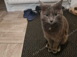 Missing Grey cat