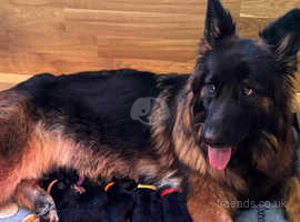 Beautiful long hair GSD puppies,KC registered,healthy tested parents