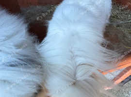 Two neutered bonded lion head lop rabbits