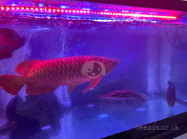 Sell red arowana, long 50cm, £1000pounds, come and pick it up, Dn159tx