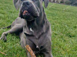 DIego Big Body, Even Bigger Heart - My KC Cane Corso Boy Needs a New Loving Home