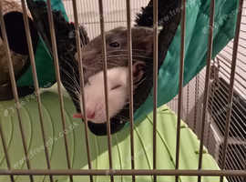 2x Female Rats
