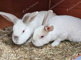 Super friendly lop sisters with two tier 6ft hutch
